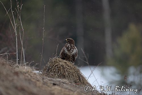 myszołów Buteo buteo