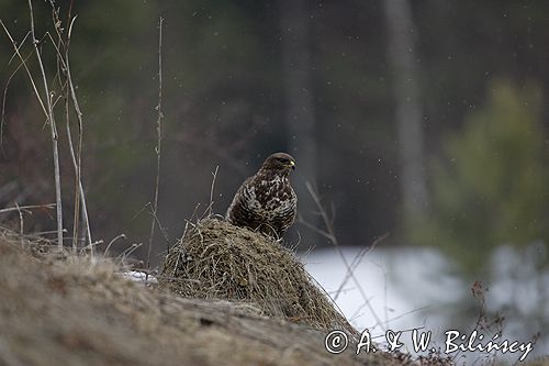 myszołów Buteo buteo