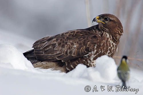 myszołów Buteo buteo i sikora bogatka 'Dawid i Goliat'