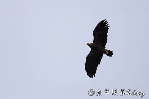 myszołów Buteo buteo w locie