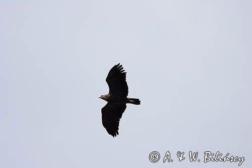 myszołów Buteo buteo w locie