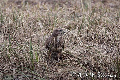 myszołów Buteo buteo