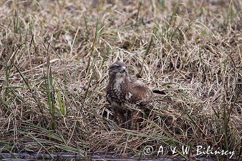 myszołów Buteo buteo