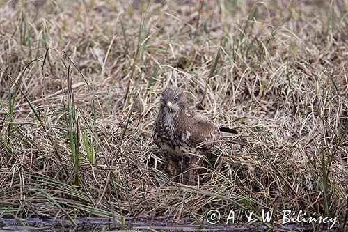 myszołów Buteo buteo