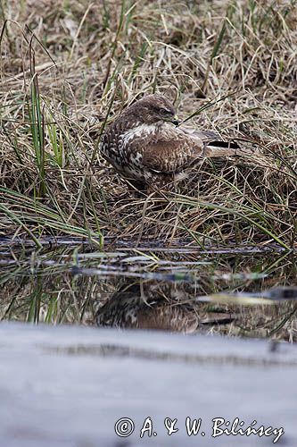 myszołów Buteo buteo