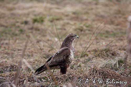 myszołów Buteo buteo