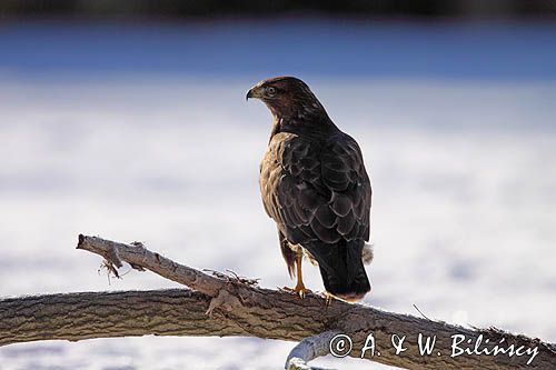 myszołów Buteo buteo