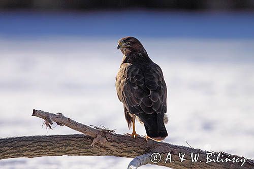 myszołów Buteo buteo