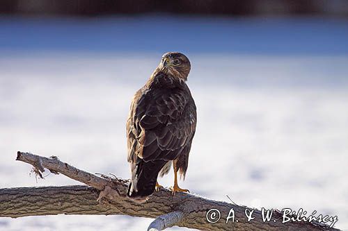 myszołów Buteo buteo
