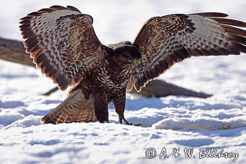 myszołów Buteo buteo
