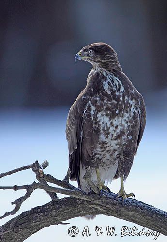 myszołów Buteo buteo