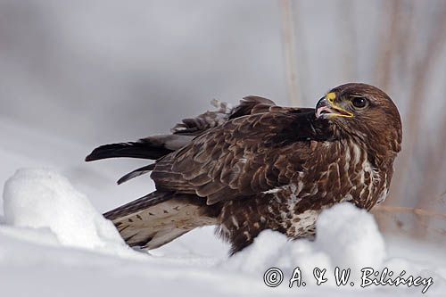 myszołów Buteo buteo