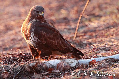 myszołów Buteo buteo