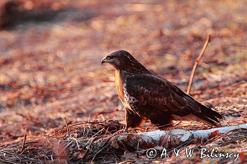 myszołów Buteo buteo