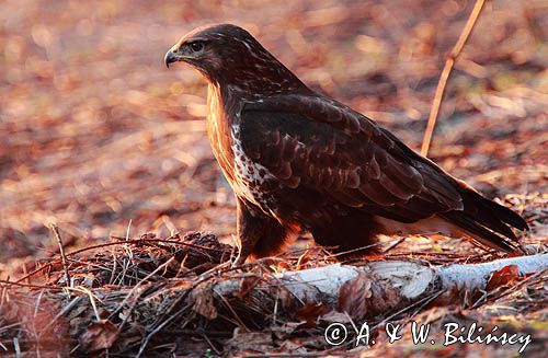 myszołów Buteo buteo