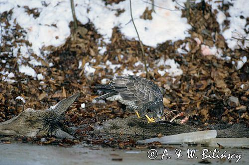 Myszołów na padlinie łani, Buteo buteo