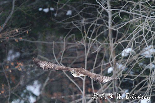 myszołów Buteo buteo