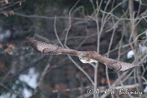 myszołów Buteo buteo