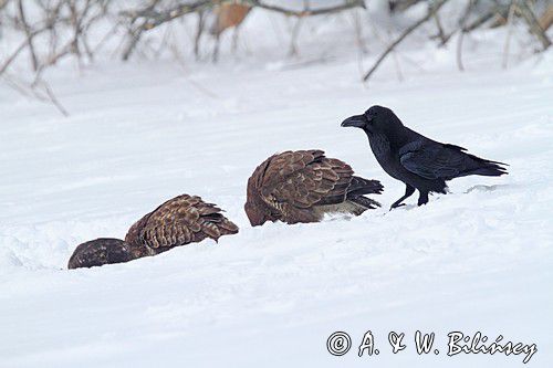 kruk, Corvus corax i myszołowy Buteo buteo