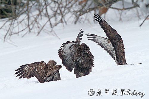 myszołów Buteo buteo