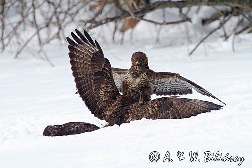 myszołów Buteo buteo