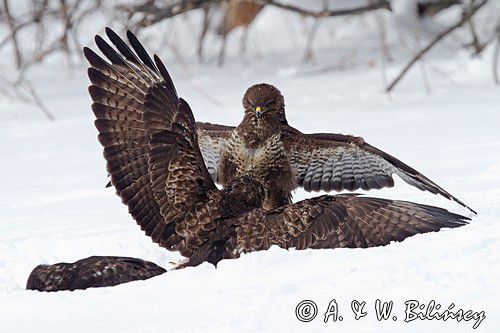 myszołów Buteo buteo