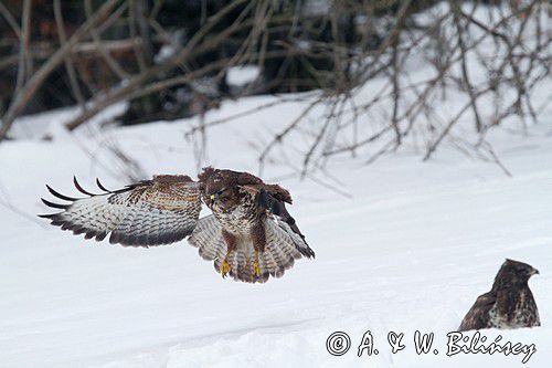 myszołów Buteo buteo