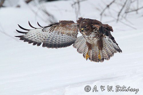 myszołów Buteo buteo