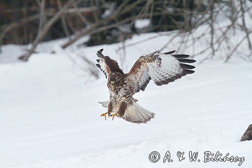 myszołów Buteo buteo