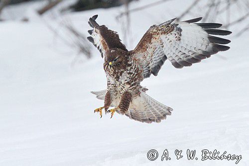 myszołów Buteo buteo