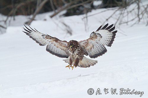 myszołów Buteo buteo