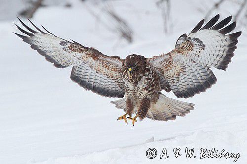 myszołów Buteo buteo