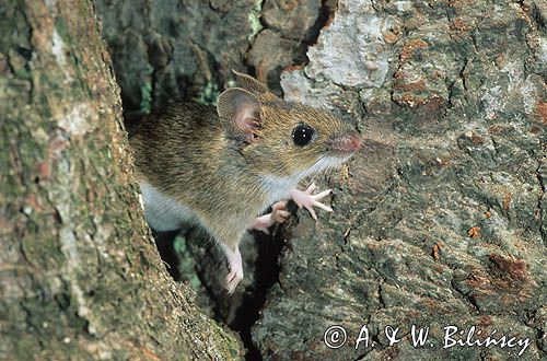 mysz wielkooka leśna Apodemus flavicolis