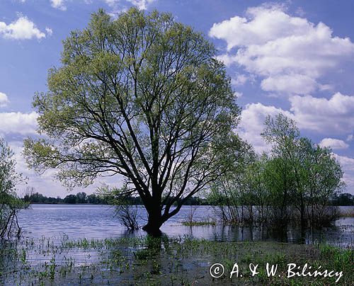 nad Odrą Cedyński Park Narodowy