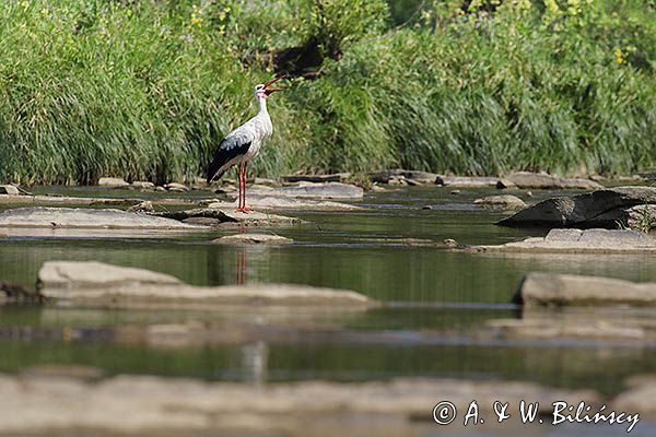 bocian biały, Ciconia ciconia
