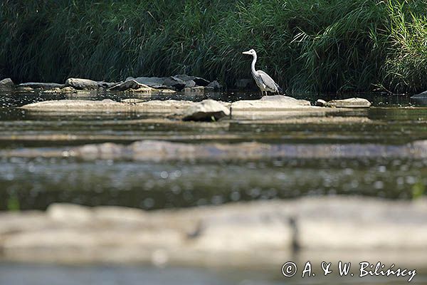czapla siwa Ardea cinerea