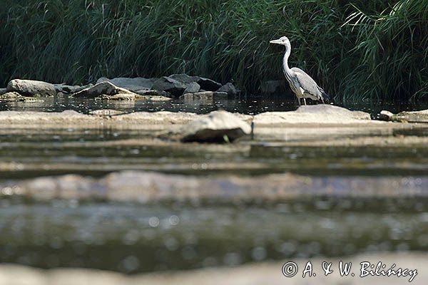 czapla siwa Ardea cinerea