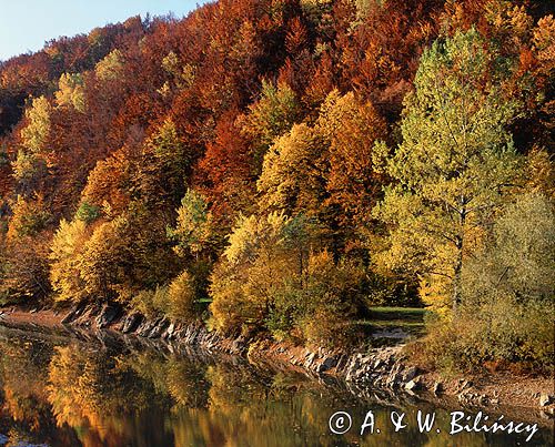 las nad Solinką Bieszczady