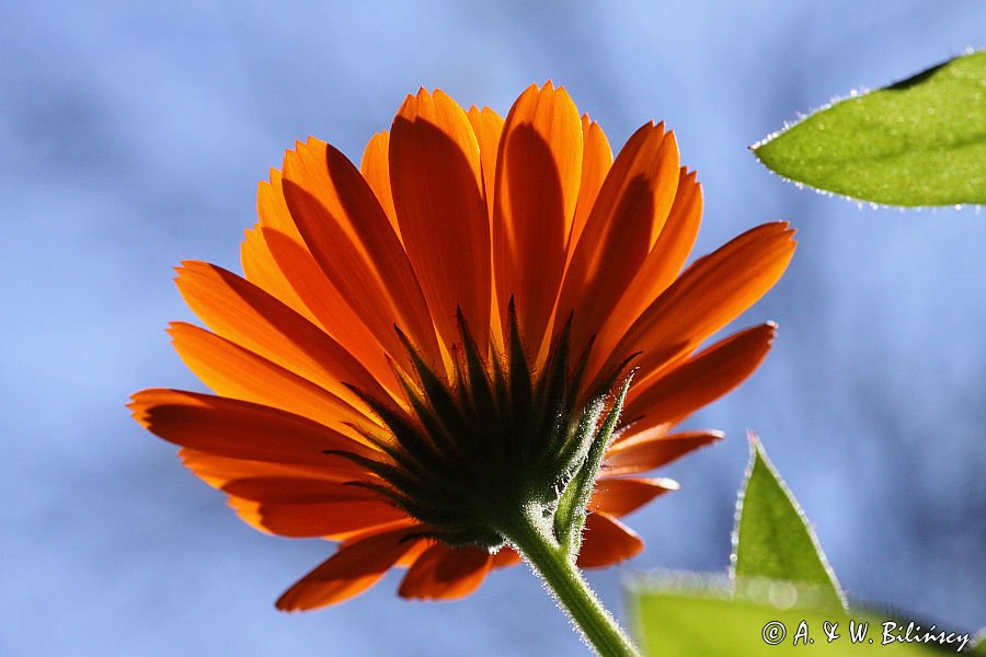 Nagietek lekarski, Calendula officinalis