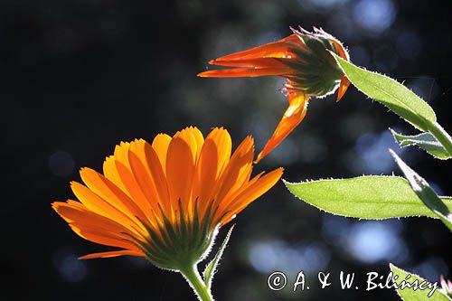 Nagietek lekarski, Calendula officinalis