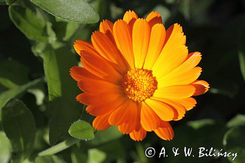 Nagietek lekarski, Calendula officinalis