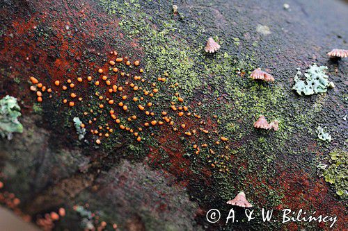 Łzawik rozciekliwy, Dacryomyces stillatus, na martwym pniu, las na Otrycie, buczyna, Bieszczady