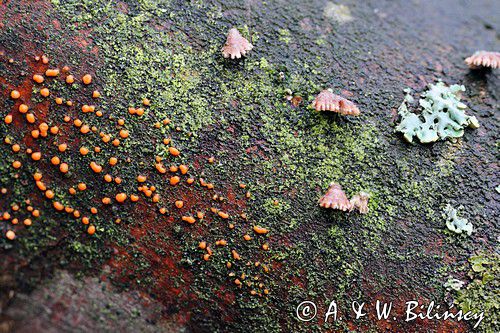 Łzawik rozciekliwy, Dacryomyces stillatus, na martwym pniu, las na Otrycie, buczyna, Bieszczady