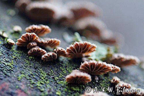 rozszczepka pospilita, Schizophyllum commune, na martwym pniu, las na Otrycie, buczyna, Bieszczady