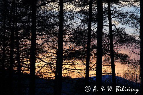 las, Bieszczady, Dolina Sanu pod Otrytem