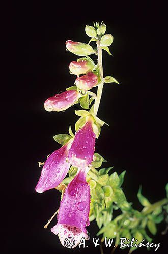 Naparstnica purpurowa Digitalis purpurea L.)