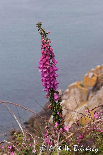 Naparstnica purpurowa Digitalis purpurea)