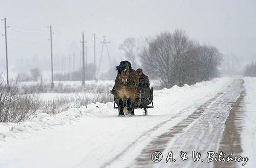 Na Podlasiu, sanie