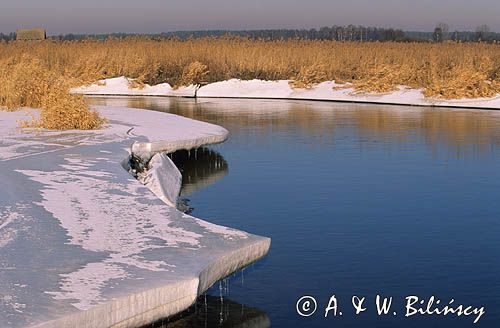 Narew w Rybakach na Podlasiu