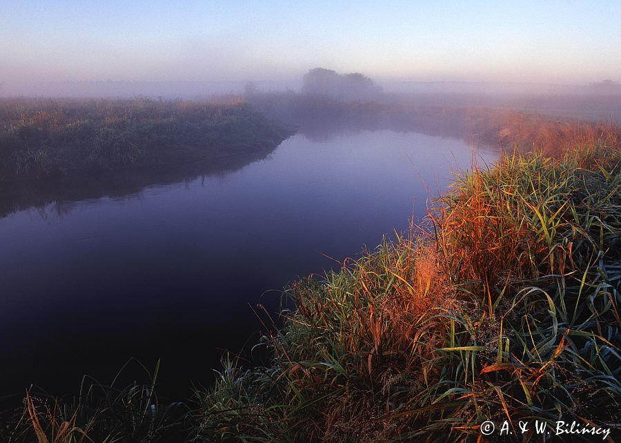 Rzeka Narew, Podlasie